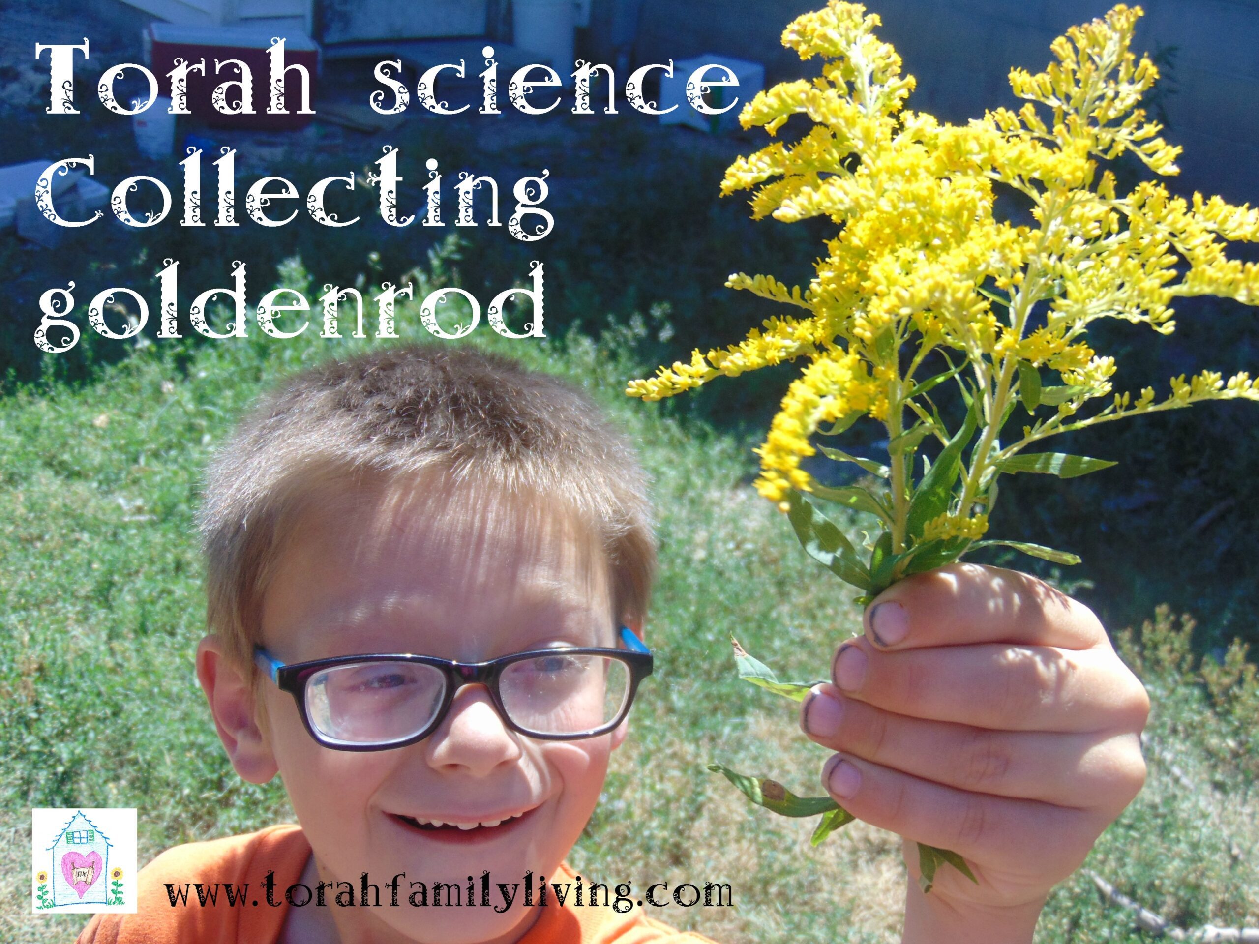 Torah Science – goldenrod