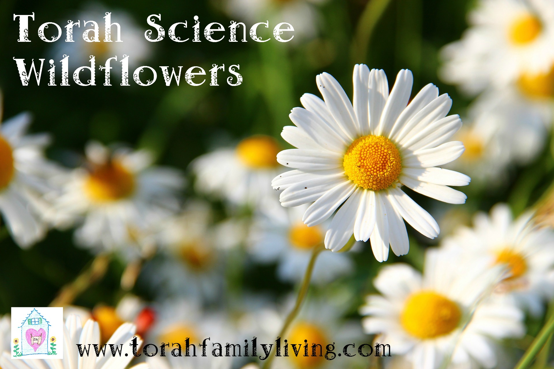 Torah science – wildflowers