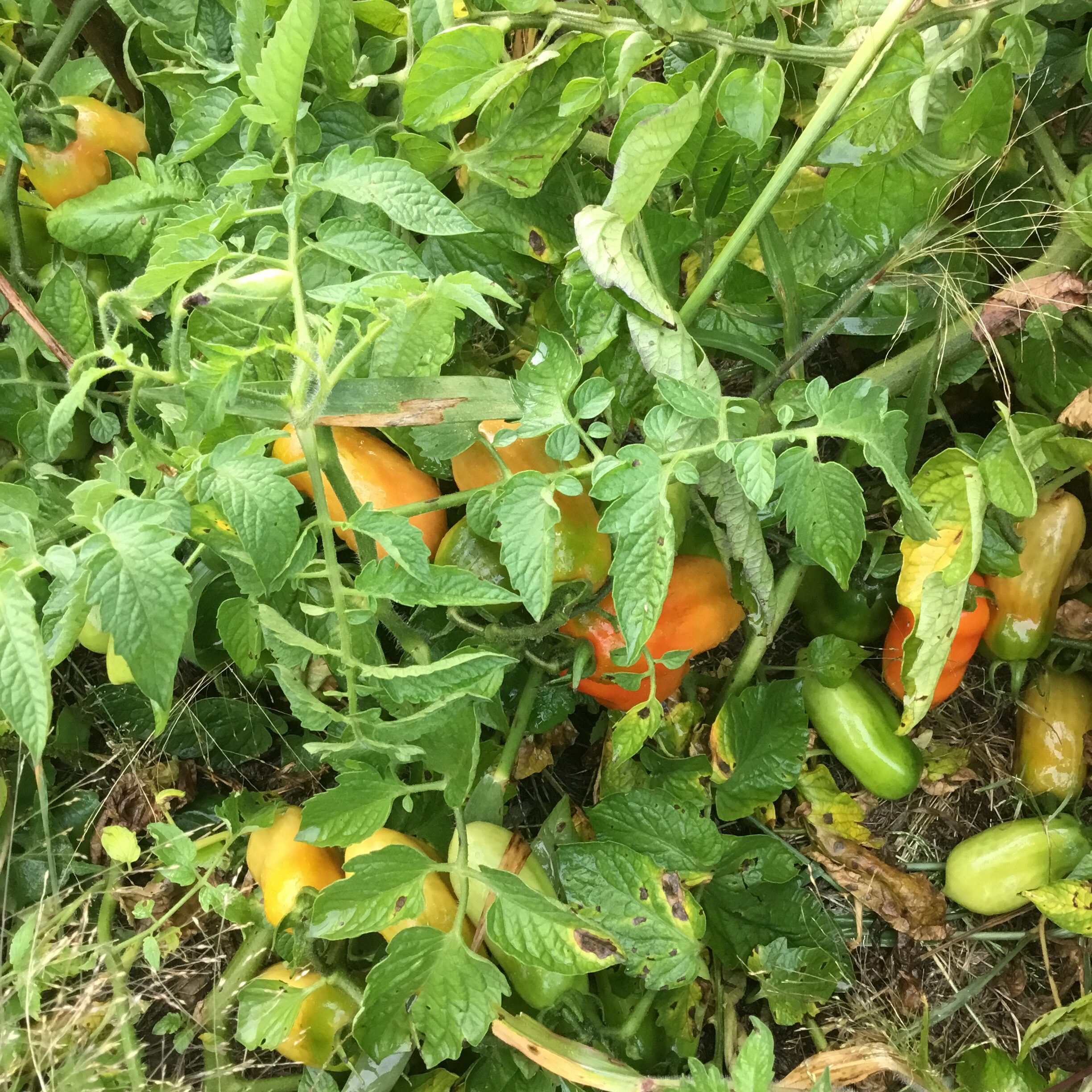 Harvest blessings and a tomato sauce secret Torah Family Living